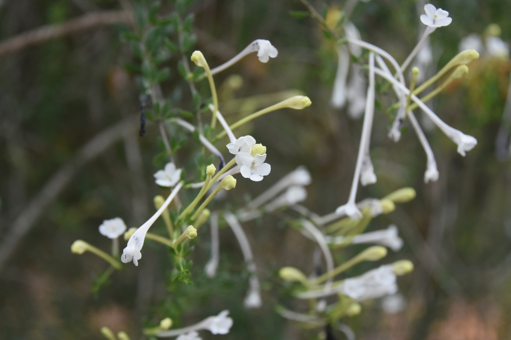 Leucosalpa poissonii