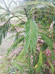 Pentaclethra macroloba