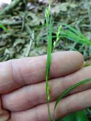 Carex digitalis digitalis