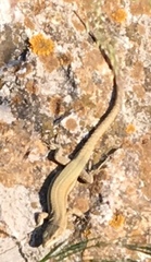 Lacertidae