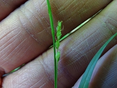 Carex digitalis digitalis