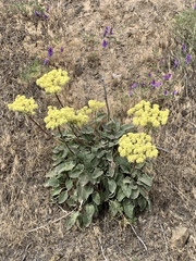 Eriogonum compositum