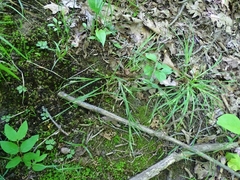 Carex digitalis digitalis