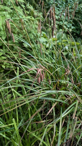 Great Smoky Mountain sedge (Carex fumosimontana)