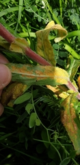 Puccinia pulverulenta