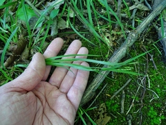 Carex digitalis digitalis