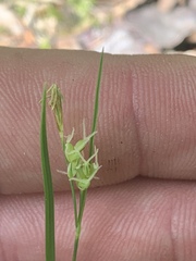 Carex communis