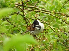 Emberiza schoeniclus