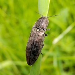 Actenicerus siaelandicus