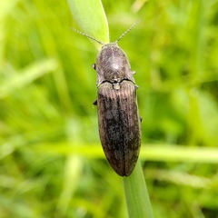 Actenicerus siaelandicus
