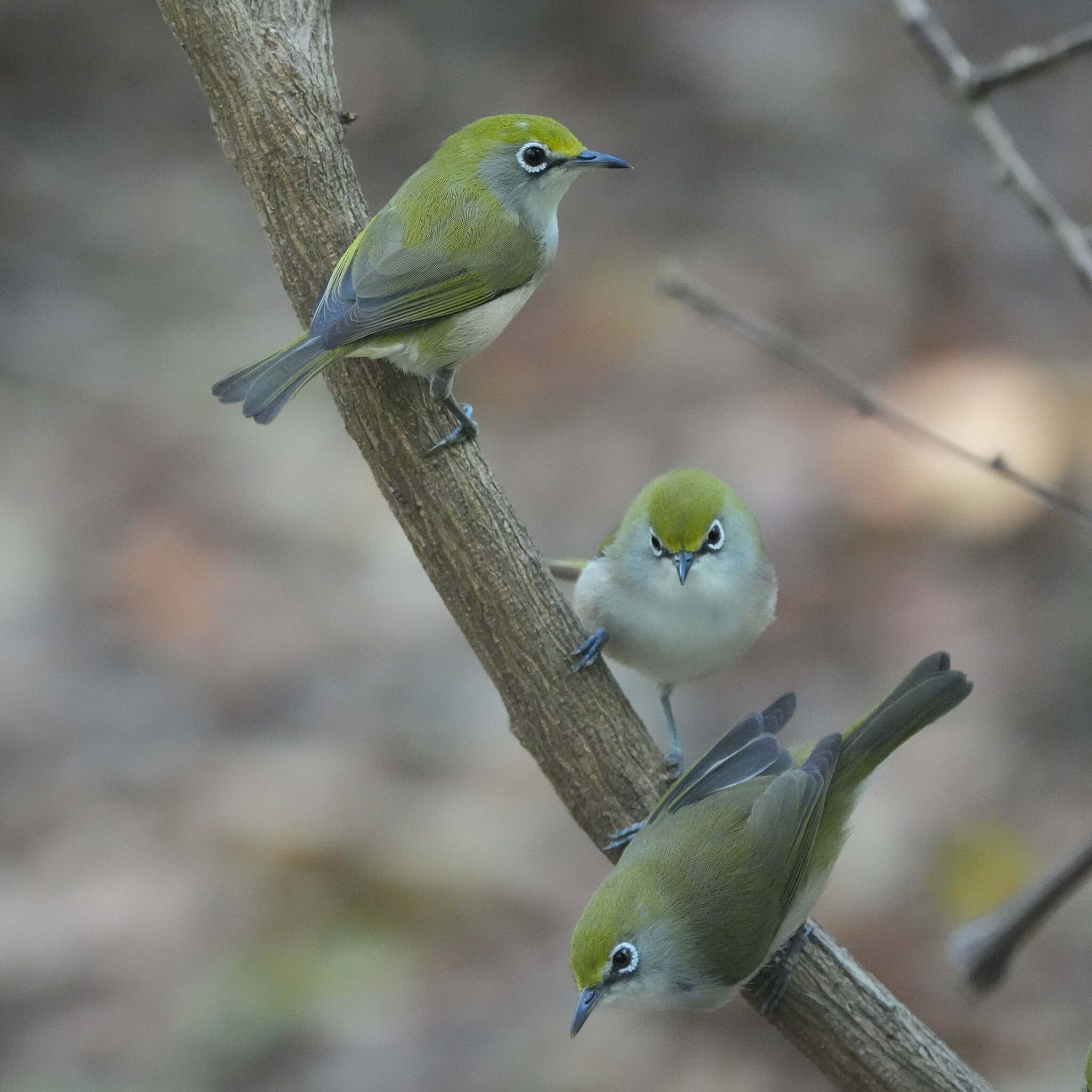 Christmas Island White-eye illustration