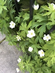 Anemonastrum canadense