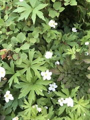Anemonastrum canadense
