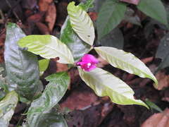 Palicourea ostreophora