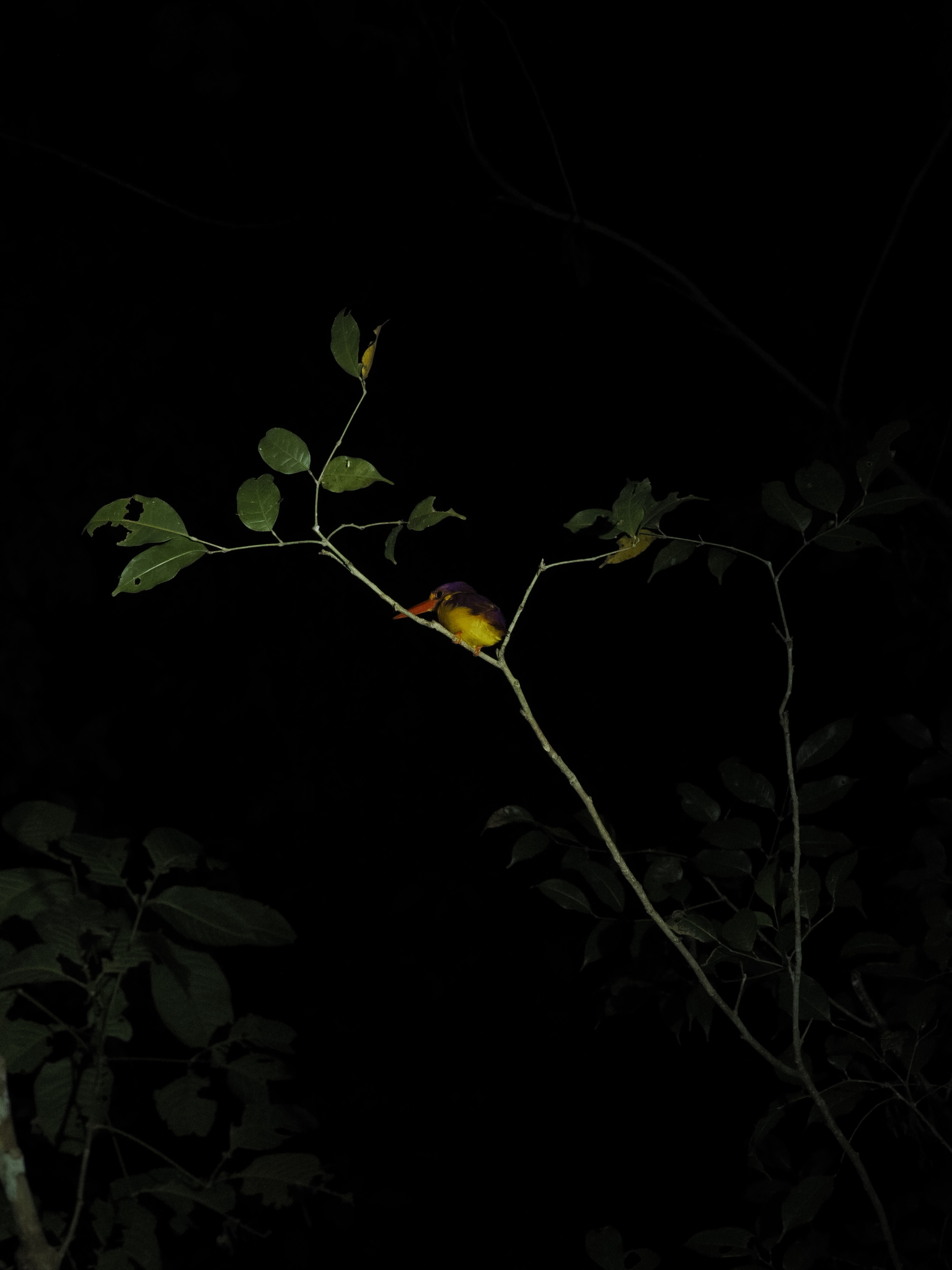 Black-backed Dwarf Kingfisher