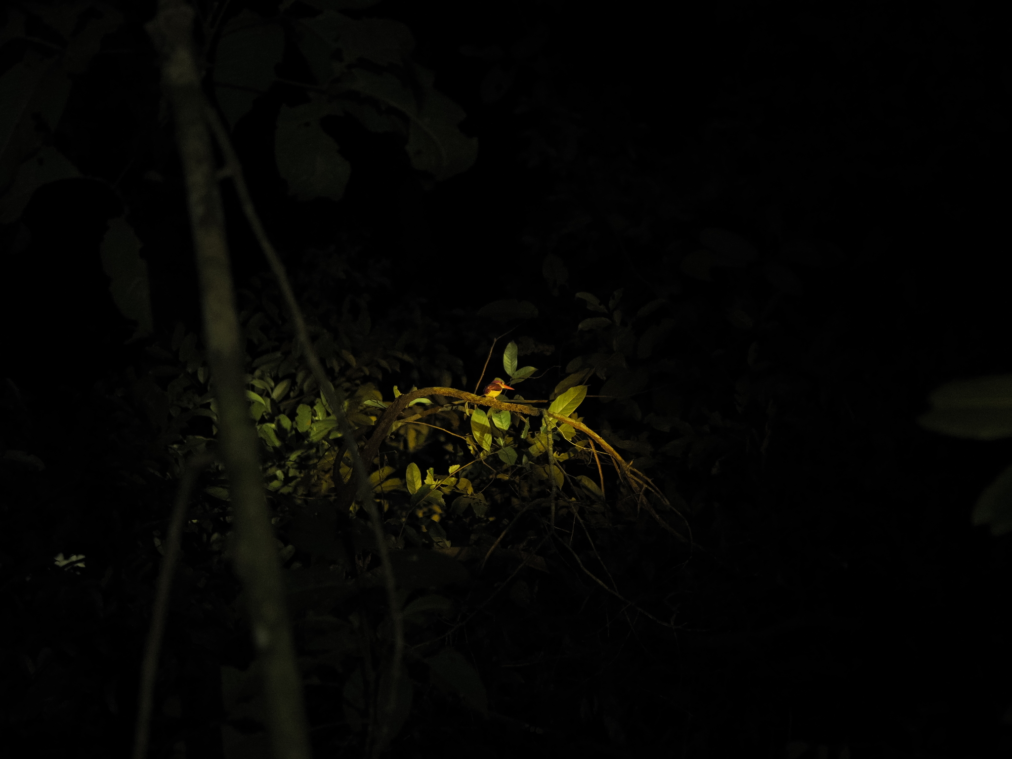 Black-backed Dwarf Kingfisher