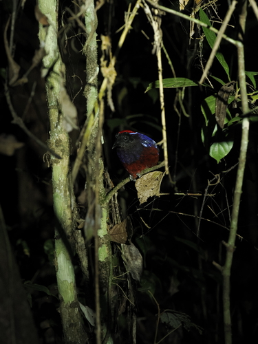 Garnet Pitta (Erythropitta granatina), photo 5