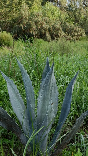 Agave (Agave americana): Herkunft und Verwendung — Foto 1