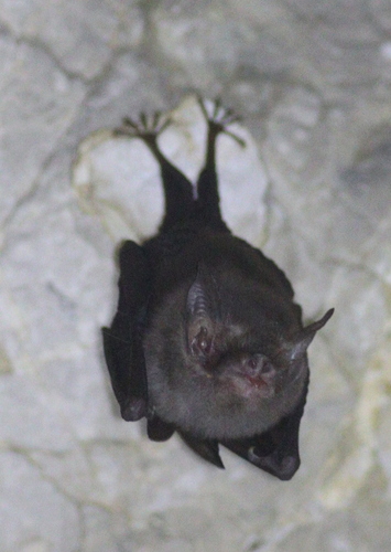 キティブタバナコウモリ