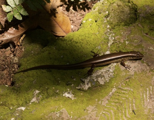 Himalayan Forest Skink, Sphenomorphus indicus