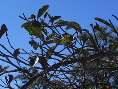 Aspidosperma macrocarpon