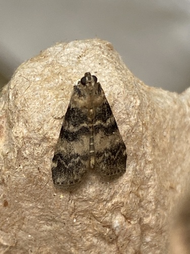 Ash-bark Knot-horn