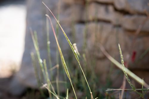 Long-tailed Goatgrass (Aegilops caudata)
