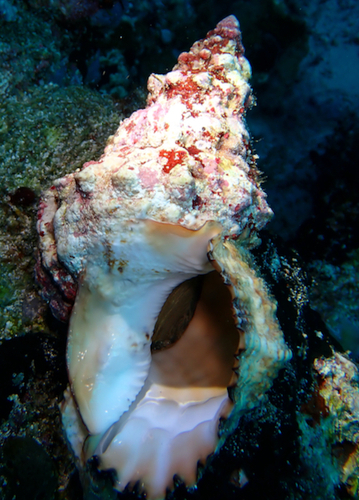 Tutufa bubo observed 2024-07-29