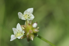 Allium geyeri tenerum