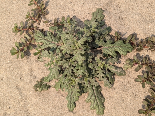 Sticky goosefoot (Chenopodium botrys)