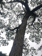 Pseudosamanea guachapele