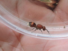 Dasymutilla quadriguttata