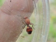 Dasymutilla quadriguttata