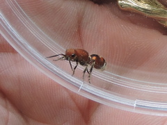 Dasymutilla quadriguttata