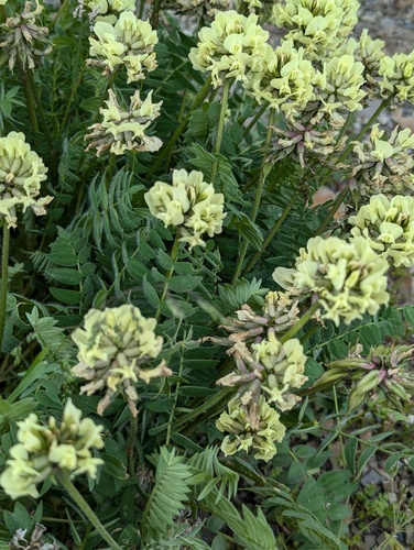 Oxytropis ochrocephala