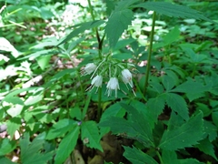 Hydrophyllum virginianum