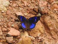 Eunica concordia