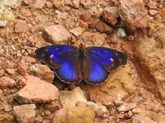 Eunica concordia