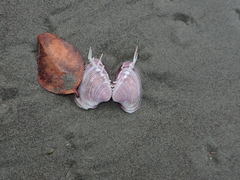 Hysteroconcha lupanaria