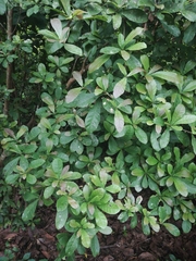 Synsepalum dulcificum