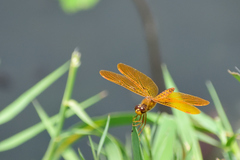 Perithemis intensa