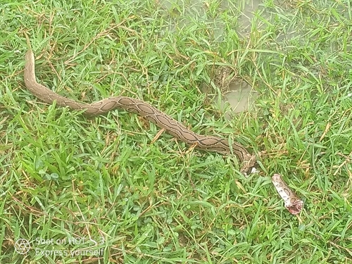 Russell's Viper