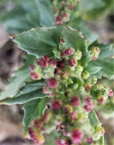 nettle-leaved goosefoot