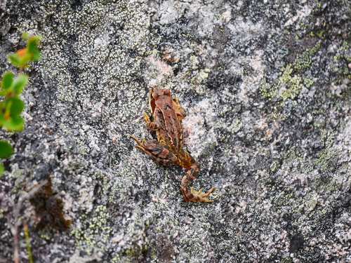 European Common Frog