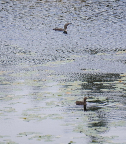 Red-throated Loon