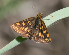 Carterocephalus skada