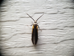 Mathildana newmanella