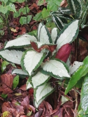 Goeppertia picturata
