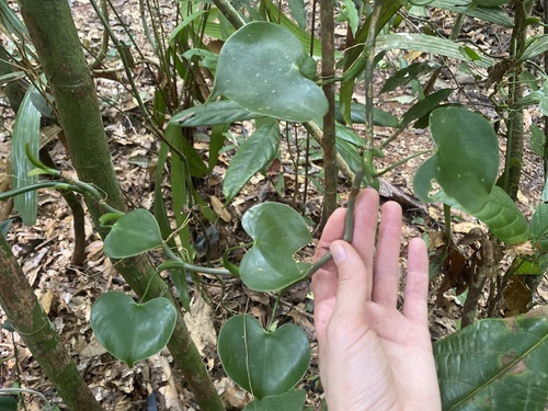 Philodendron grazielae