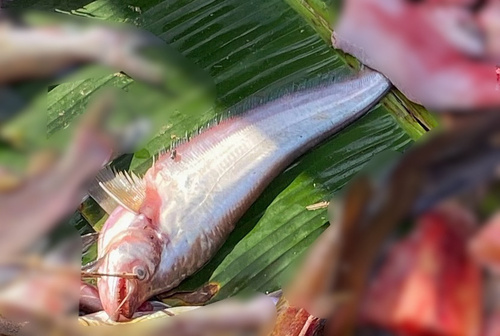 Sharkmouth catfish (Belodontichthys dinema) — Siluridae — 3